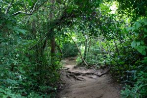 Hiking And Walking Trails For Families In Thailand