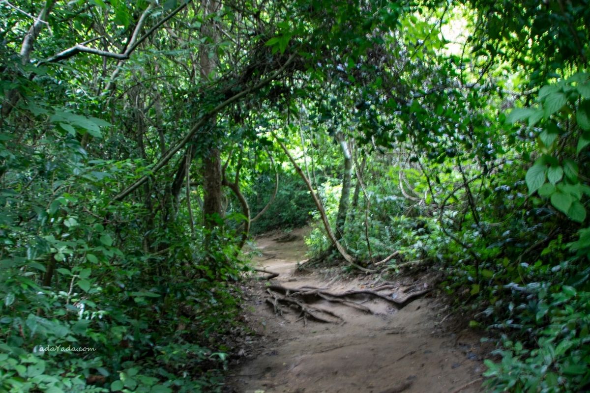Hiking And Walking Trails For Families In Thailand